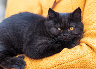 portrait of funny british shothair black kitten with yelow eyes