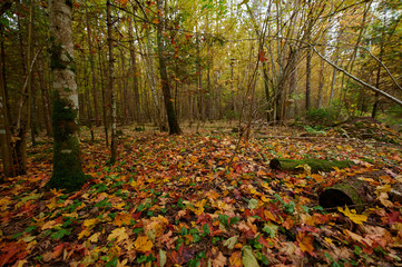 Autumn forest nature. Vivid morning in colorful forest