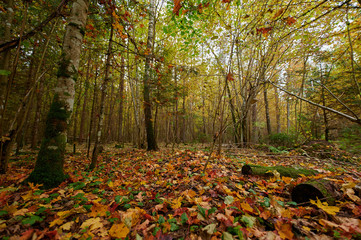 Autumn forest nature. Vivid morning in colorful forest