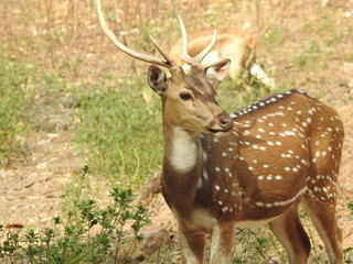 Noble deer male in winter snow forest Beautiful fallow deer in winter outdoors. fighting with their horns.  fighting in forest towards each other. © Motion Photography