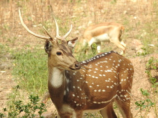 Noble deer male in winter snow forest Beautiful fallow deer in winter outdoors. fighting with their horns.  fighting in forest towards each other. © Motion Photography
