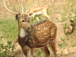 Noble deer male in winter snow forest Beautiful fallow deer in winter outdoors. fighting with their horns.  fighting in forest towards each other. © Motion Photography