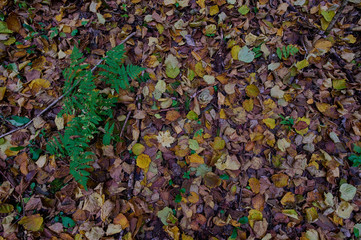 Autumn forest nature yellow texture background leaves