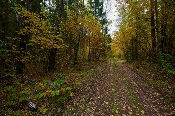 Fototapeta premium Autumn forest nature. Vivid morning in colorful forest