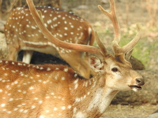 Noble deer male in winter snow forest Beautiful fallow deer in winter outdoors. fighting with their horns.  fighting in forest towards each other. © Motion Photography
