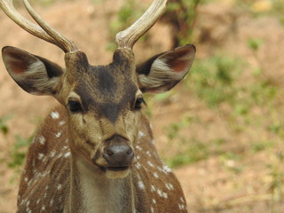 Noble deer male in winter snow forest Beautiful fallow deer in winter outdoors. fighting with their horns.  fighting in forest towards each other. © Motion Photography