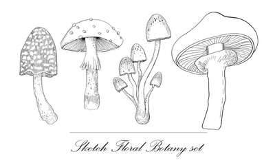 Mushrooms set hand drawn vector illustration. Sketch mushroom drawing isolated on white background. Organic vegetarian product. Great for menu, label, product packaging, recipe