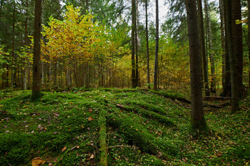 Obraz premium Autumn forest nature. Vivid morning in colorful forest
