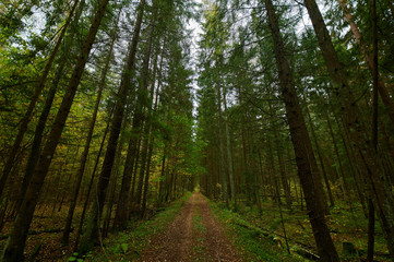 Fototapeta premium Autumn forest nature. Vivid morning in colorful forest
