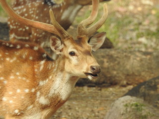 Noble deer male in winter snow forest Beautiful fallow deer in winter outdoors. fighting with their horns.  fighting in forest towards each other. © Motion Photography