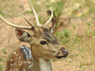Noble deer male in winter snow forest Beautiful fallow deer in winter outdoors. fighting with their horns.  fighting in forest towards each other. © Motion Photography