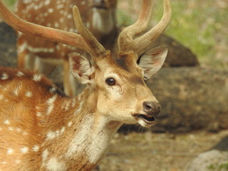 Noble deer male in winter snow forest Beautiful fallow deer in winter outdoors. fighting with their horns.  fighting in forest towards each other. © Motion Photography