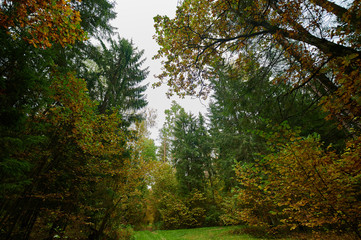 Autumn forest nature. Vivid morning in colorful forest
