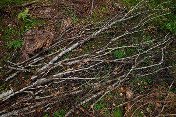 Autumn forest nature. Vivid morning in colorful forest