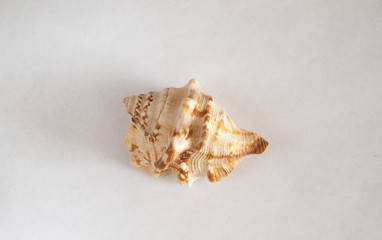 Beige seashell with brown spots on a white background.