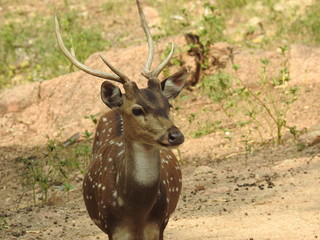 Noble deer male in winter snow forest Beautiful fallow deer in winter outdoors. fighting with their horns.  fighting in forest towards each other. © Motion Photography
