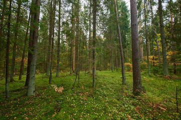 Fototapeta premium Autumn forest nature. Vivid morning in colorful forest