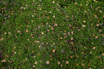 Autumn forest nature yellow texture background leaves