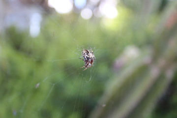 The Azores Islands: San Miguel