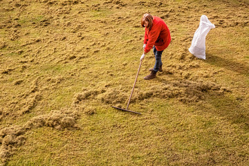 Raking up the Debris Left Over by an Electric Lawn Dethatcher