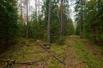 Autumn forest nature. Vivid morning in colorful forest