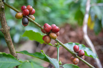 Closeup of coffee fruit in coffee farm and plantations