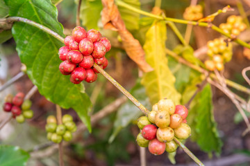 Closeup of coffee fruit in coffee farm and plantations
