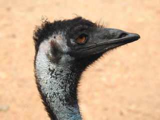 Ostrich Head frontal in Natural Environment. The Ostrich or Common Ostrich (Struthio camelus) is...