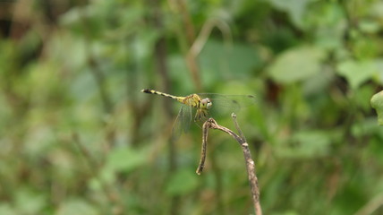 dragon fly on plant