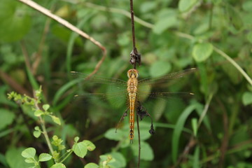 red color dragon fly hanging on a leaf