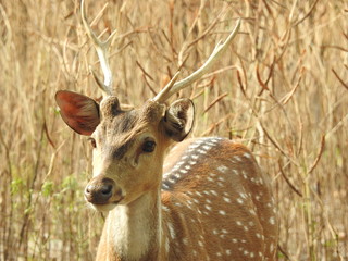 Roe deer sitting in a green grass field A closeup look and detailed view of this species.  Also known as western roe deer, chevreuil, or simply roe deer or roe, An isolated background with out-focus N © Motion Photography