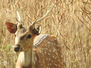 Roe deer sitting in a green grass field A closeup look and detailed view of this species.  Also known as western roe deer, chevreuil, or simply roe deer or roe, An isolated background with out-focus N © Motion Photography