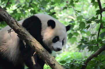 Panda Gignate su albero