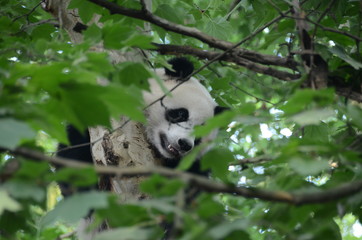 Panda Gignate su albero