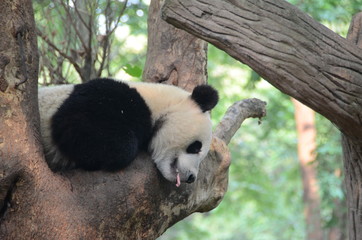 Obraz premium Panda Gignate su albero