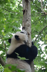 Obraz premium Panda Gignate su albero