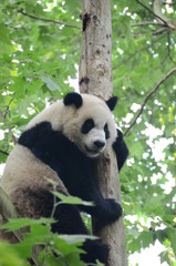Panda Gignate su albero