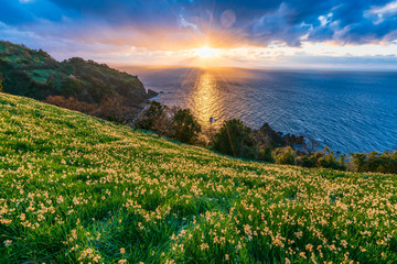 越前海岸と水仙
