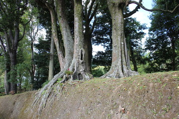 The Azores Islands: San Miguel