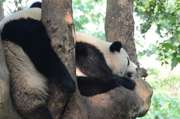Coppia di panda gigante