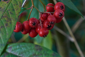Mistpelfrüchte vor im Herbst
