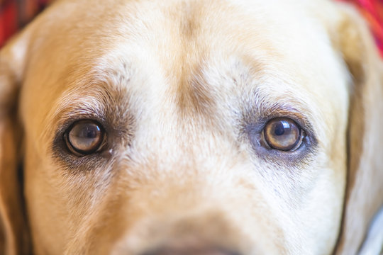 eyes of yellow Labrador closeup. loyalty, friendship