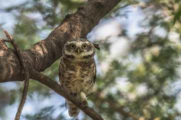 Spotted Owlet