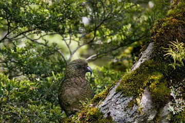 Kea (Nestor notabilis) parrot sitting on mossy tree trunk, Arthur’s Pass National Park, New Zealand