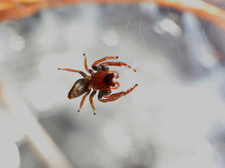 upside down spider showing its fangs