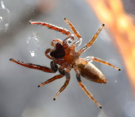 upside down spider showing its fangs