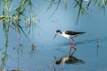Black-winged stilt