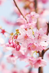 春のシーズンに使える、ピンク色の可愛い桜の写真素材(ソメイヨシノ)