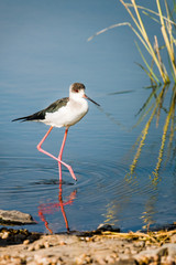 Black-winged stilt