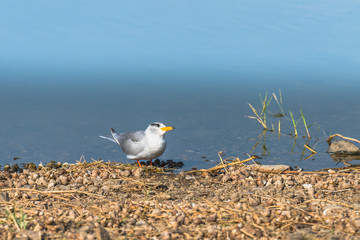 River Tern